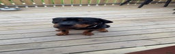 Rottweiler dogs for sale: 9 month old Rotty  - Advert 3