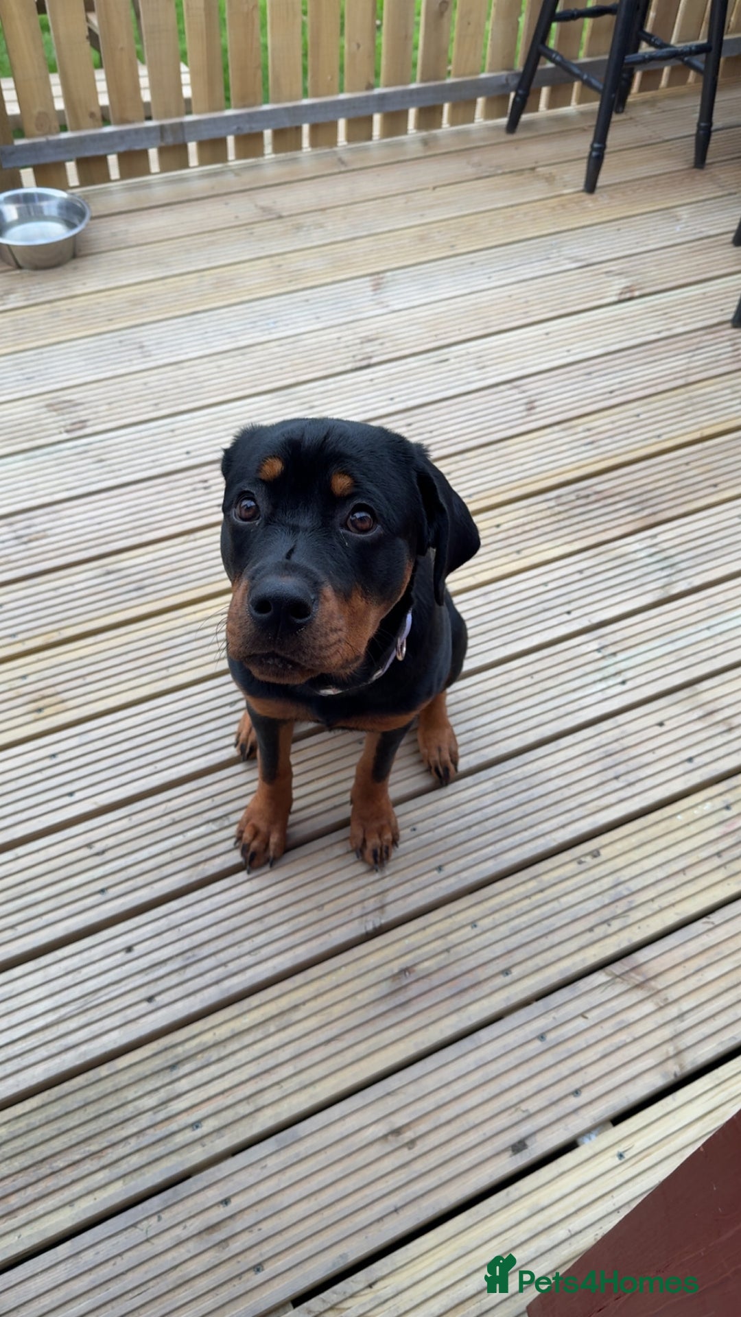 Rottweiler dogs for sale: 9 month old Rotty  - Advert 3