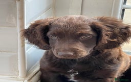 Australian Labradoodle dogs for sale: Pure Australian Labradoodles - READY TO LEAVE  - Image 28