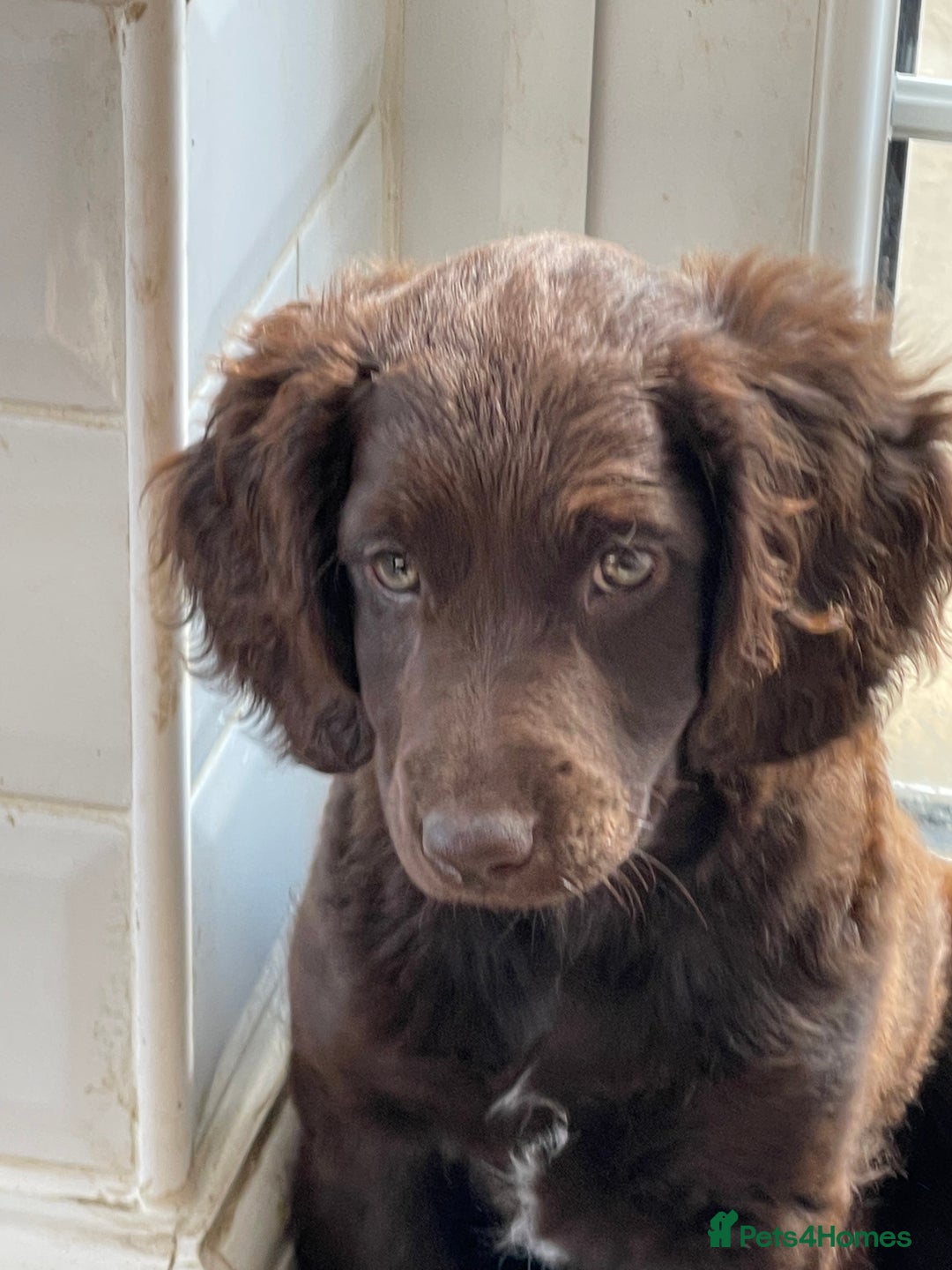 Australian Labradoodle dogs for sale: Pure Australian Labradoodles - READY TO LEAVE  - Image 28