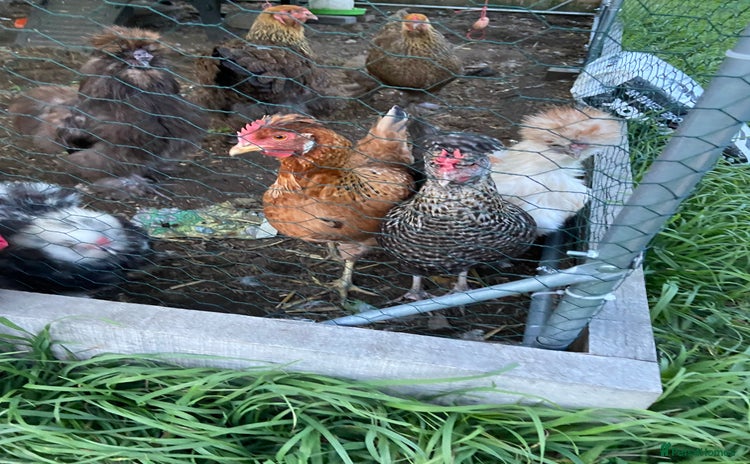 Chickens poultry - Advert 7