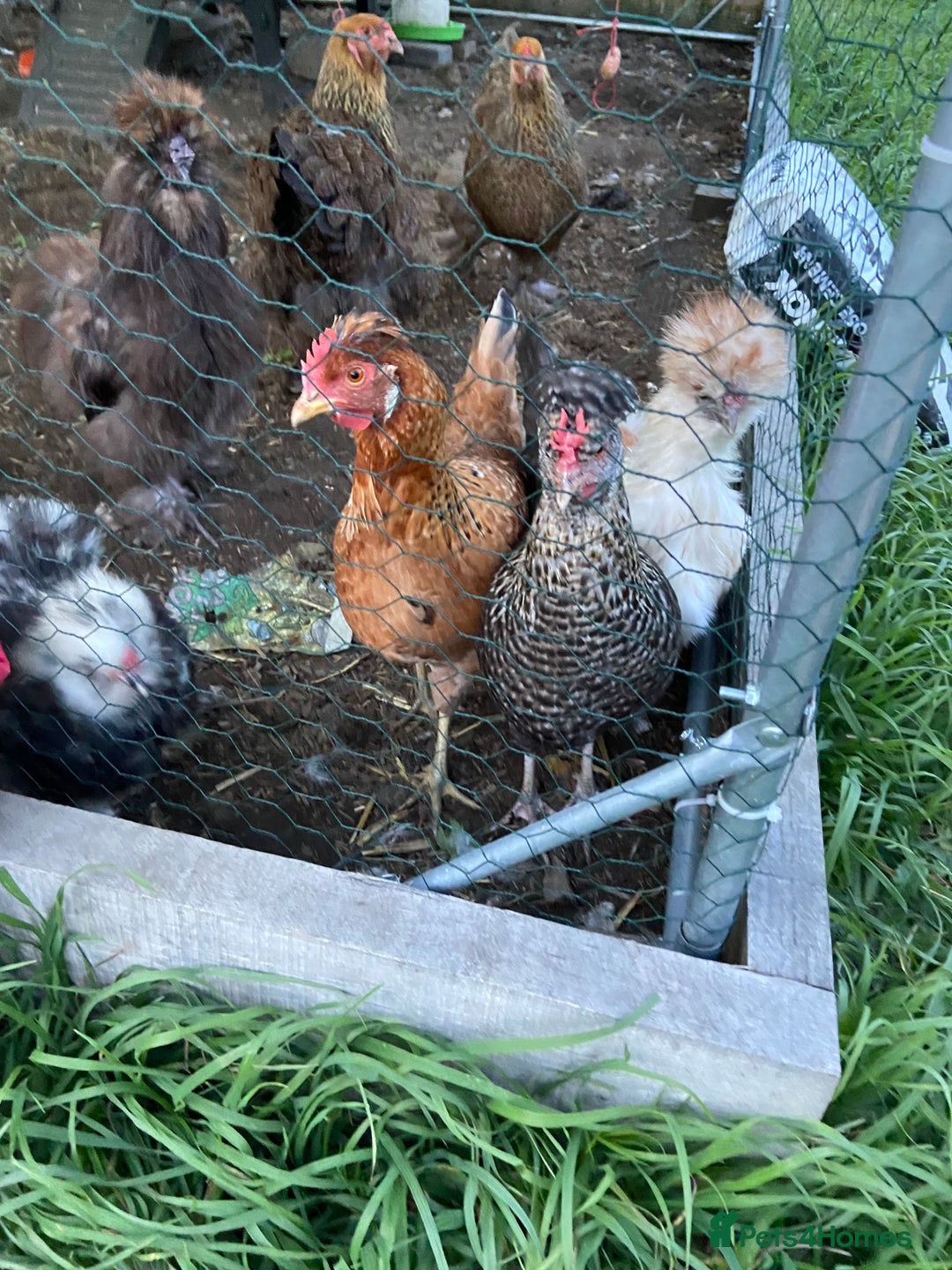 Chickens poultry for sale: Hens for sale - Image 1