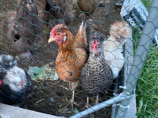 Chickens poultry - Advert 30