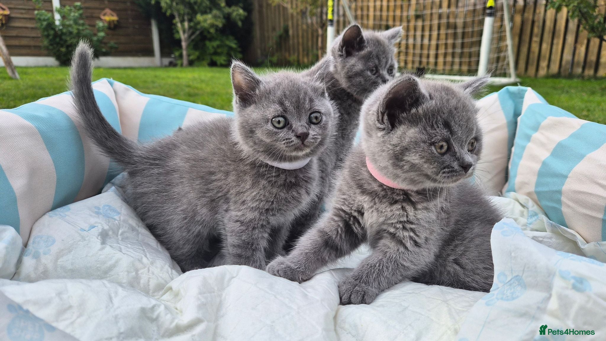 British Shorthair cats Full Breed British Blue Shorthair Kittens - Advert 2