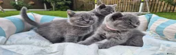 British Shorthair cats for sale: Full Breed British Blue Shorthair Kittens - Advert 1