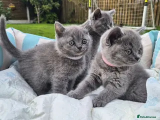British Shorthair cats Full Breed British Blue Shorthair Kittens - Advert 2