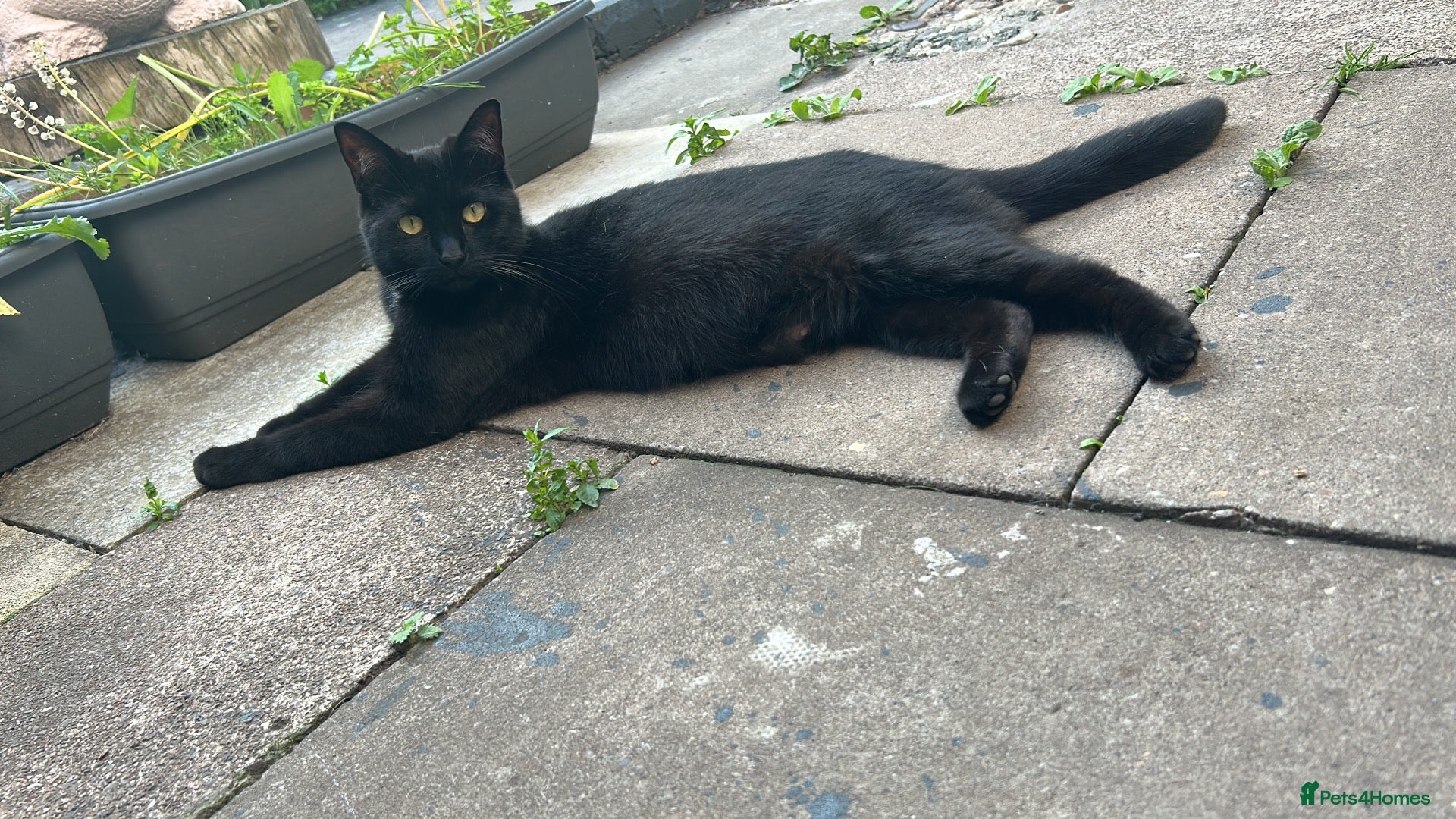 Mixed Breed cats Sweet girl, black cat for sale - Advert 4