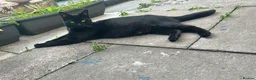 Mixed Breed cats for sale: Sweet girl, black cat for sale - Advert 4