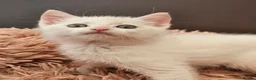 Mixed Breed cats for sale: ONLY ONE BOY WHITE KITTEN FOR SALE - Advert 4