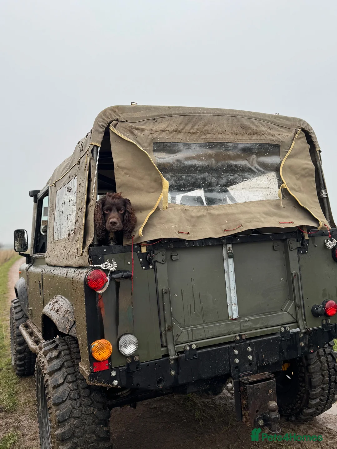 Cocker Spaniel dogs for stud: Working Cocker Spaniel For Stud - Advert 17