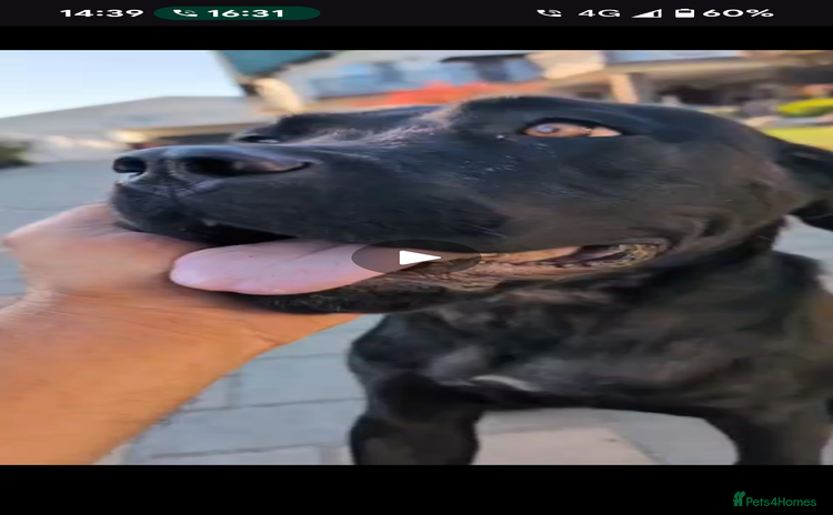 Boxer dogs - Advert 1