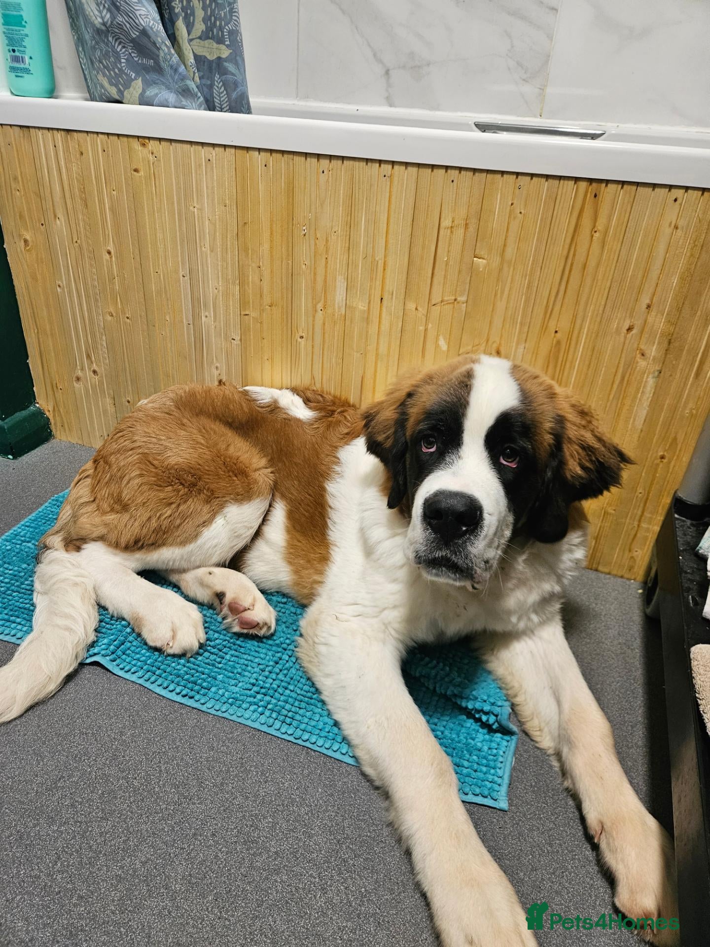 Saint Bernard dogs Male st bernard 8 months old puppy - Advert 2