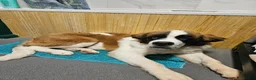 Saint Bernard dogs for sale: Male st bernard 8 months old puppy in Telford - Advert 2