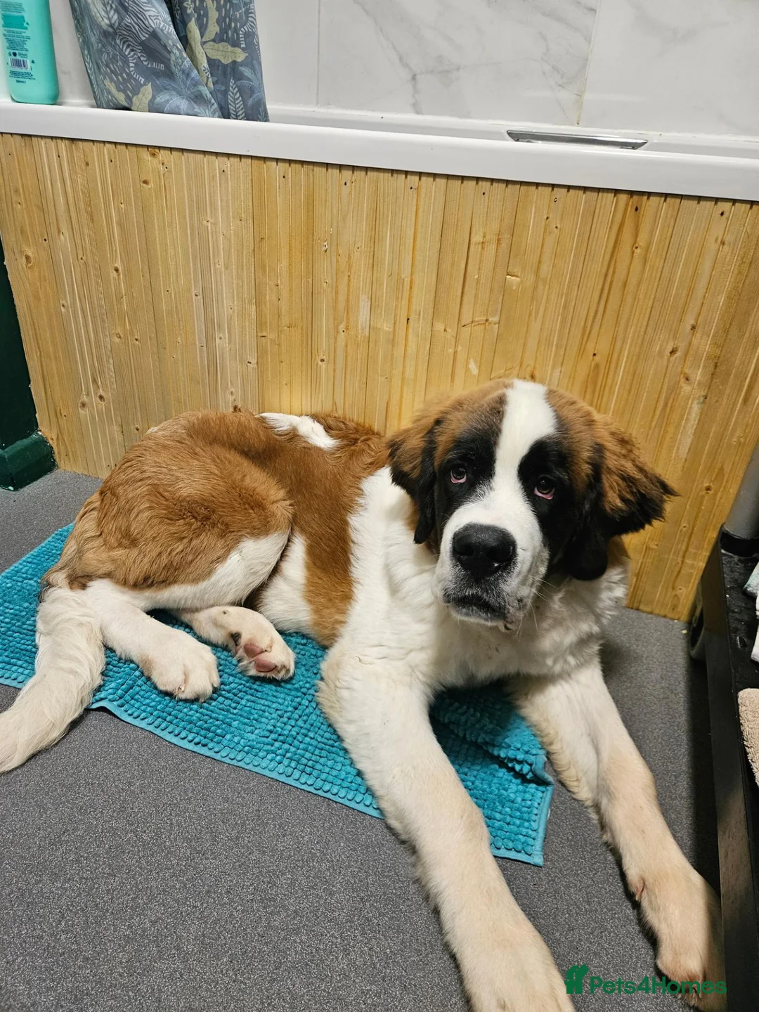 Saint Bernard dogs for sale: Male st bernard 8 months old puppy in Telford - Advert 2