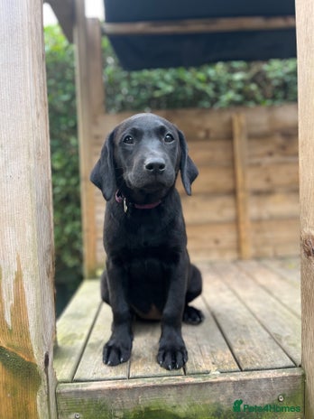 Labrador Retriever dogs - Advert 1