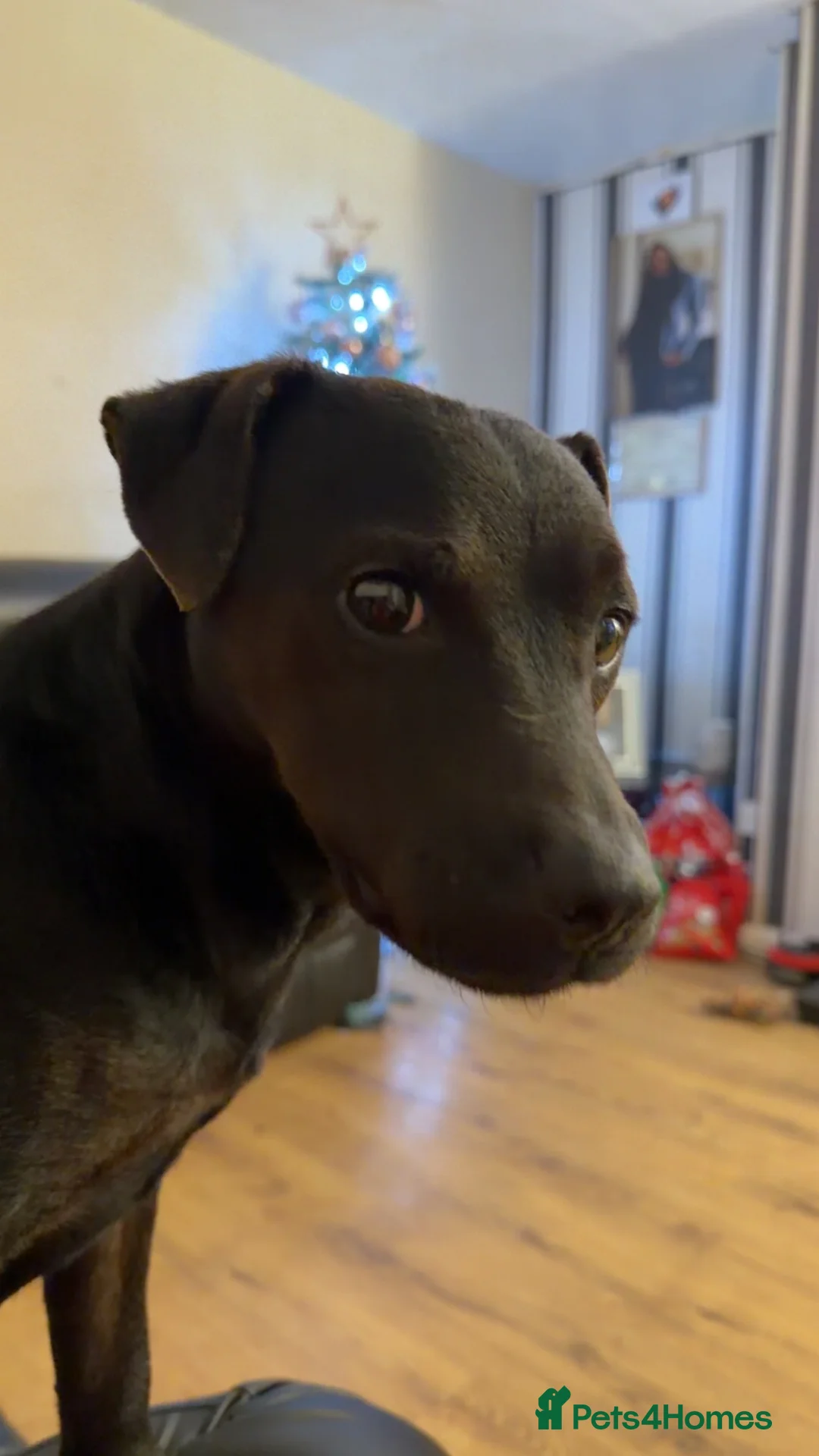 Mixed Breed dogs for sale: Patterdale terror  in Durham - Advert 1