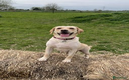 Labrador Retriever dogs for sale: Kc Registered Labradors for sale - Image 6