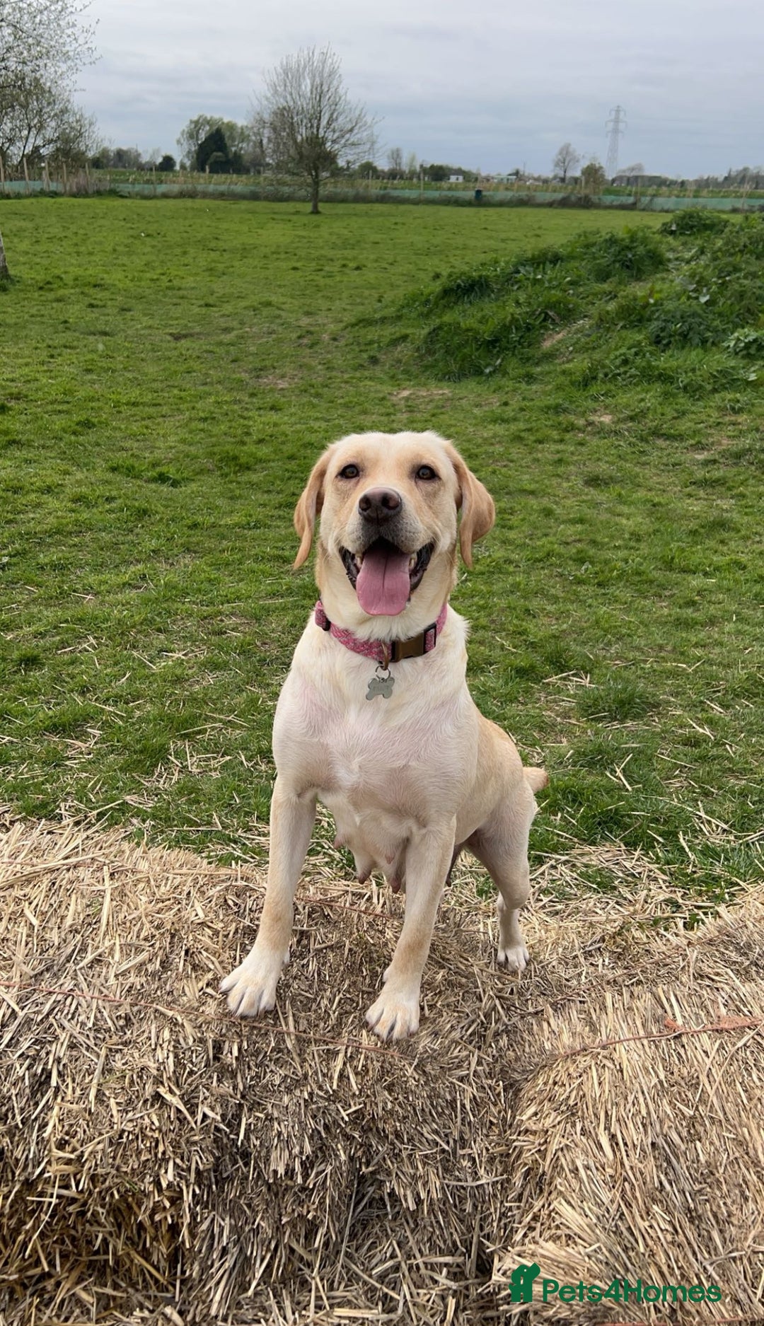 Labrador Retriever dogs for sale: Kc Registered Labradors for sale - Image 6