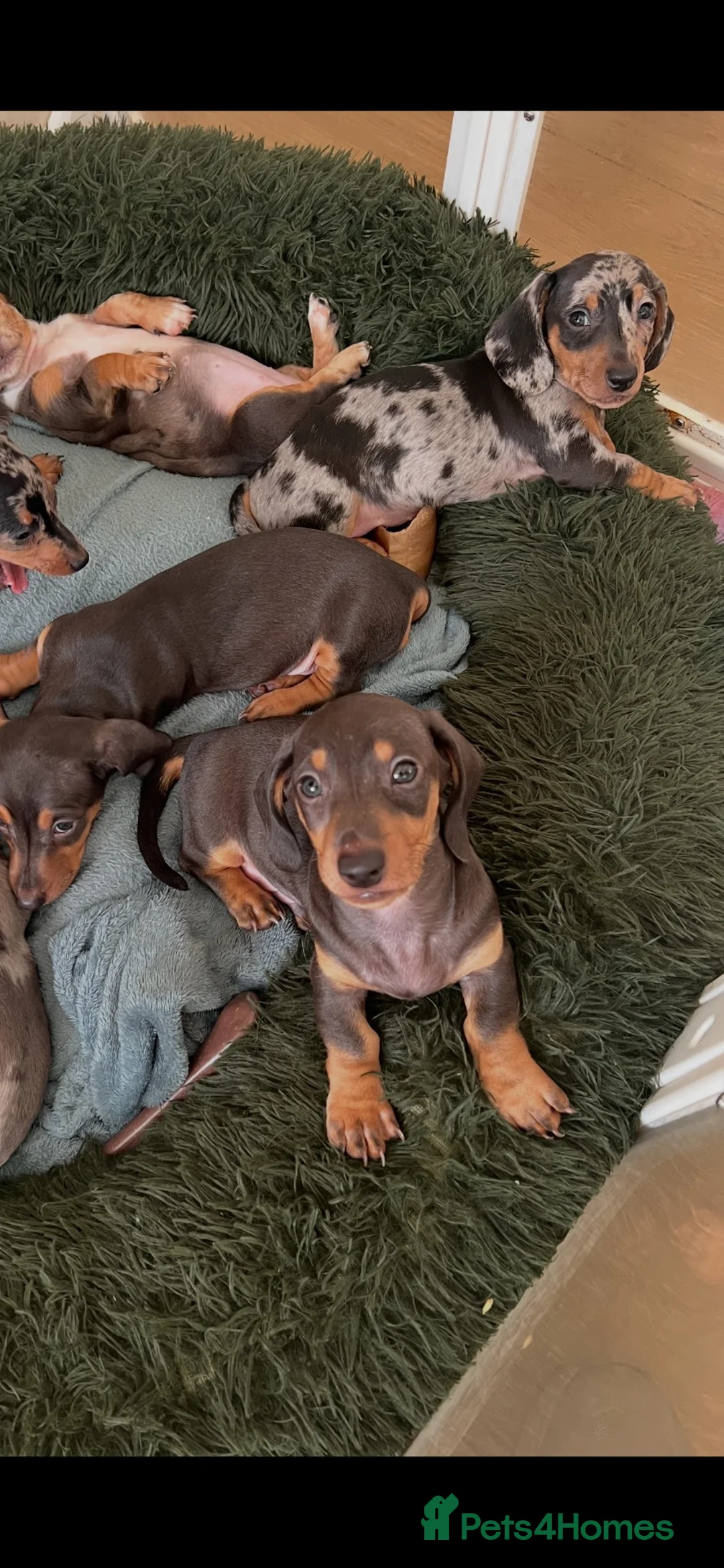 Dachshund dogs for sale: Miniature Dachsund Puppies - Advert 2