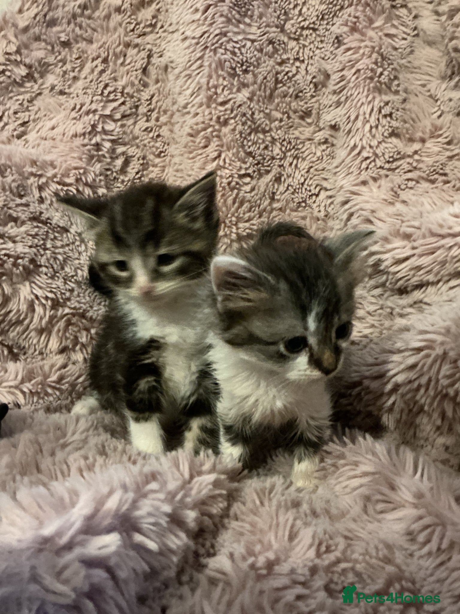 Bengal cats for sale: Beautiful kittens ready for 5* homes - Advert 9