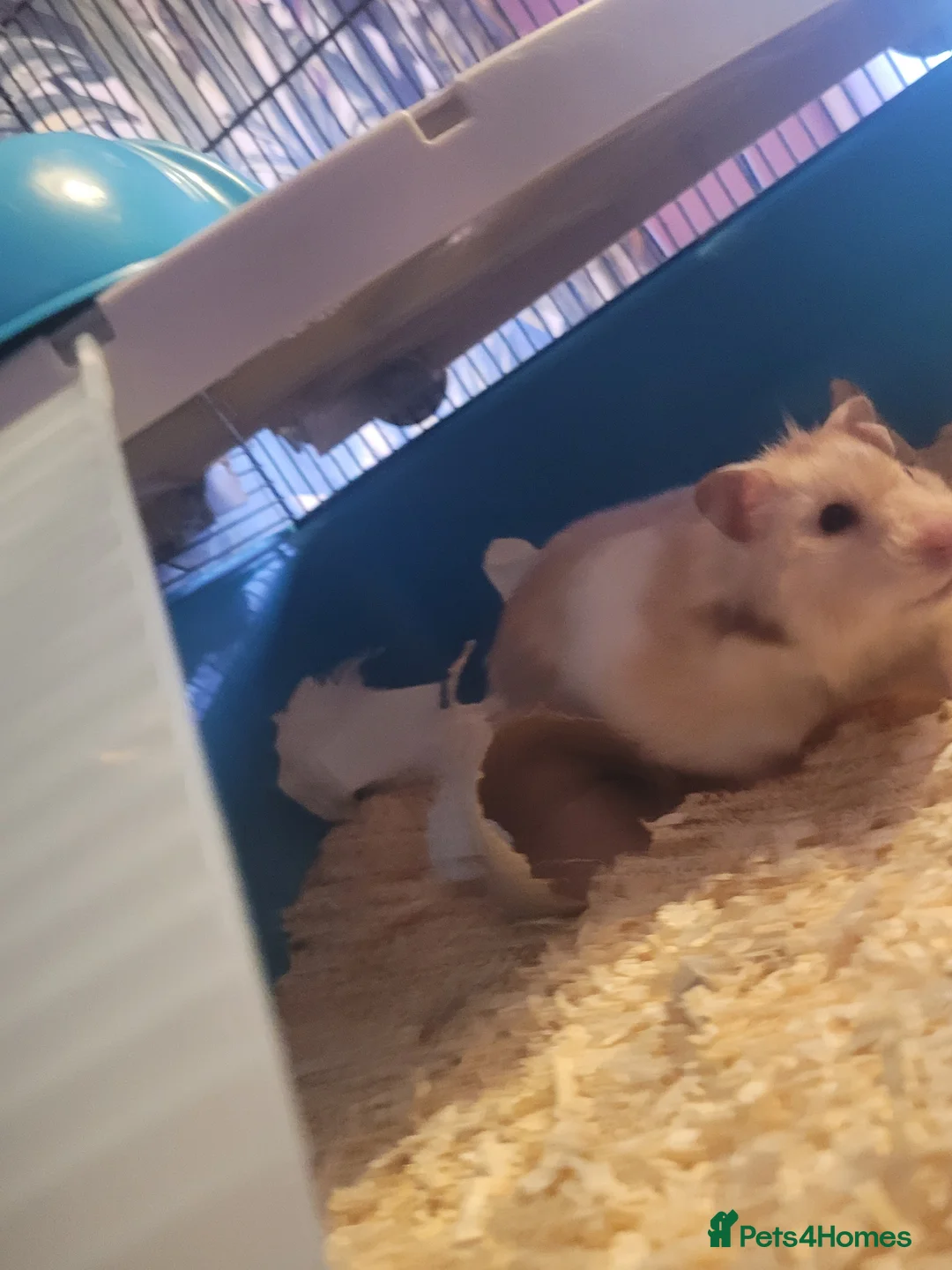 Hamster rodents for sale: Syrian Hamster for Sale – 11 months old in Coventry - Advert 2