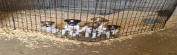 Jack Russell dogs for sale: Old fashion type Miniature jack russell puppies - Advert 4