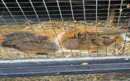 Guinea Pig rodents for sale: Guinea pig looking for new forever home. - Image 3