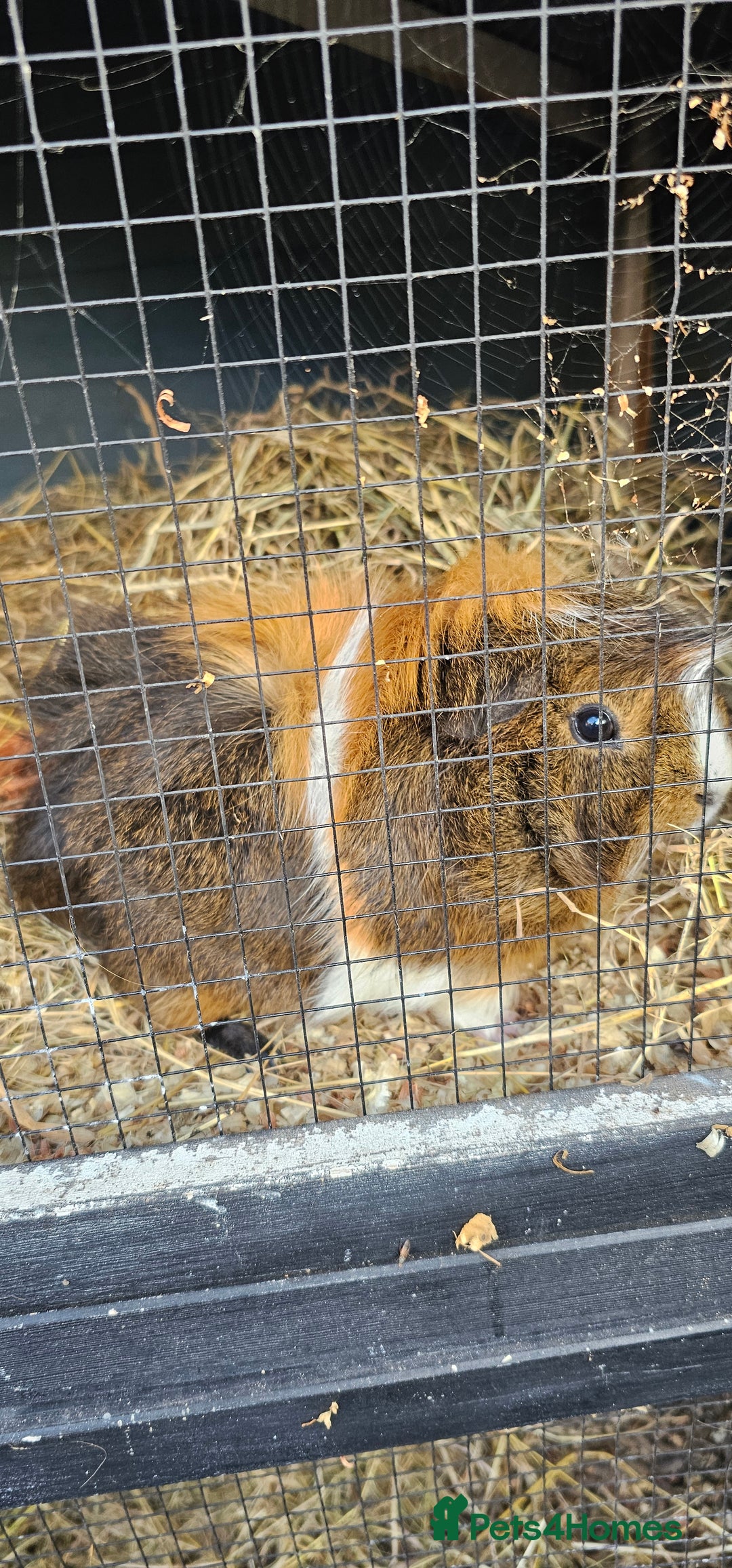 Guinea Pig rodents for sale: Guinea pig looking for new forever home. - Image 3