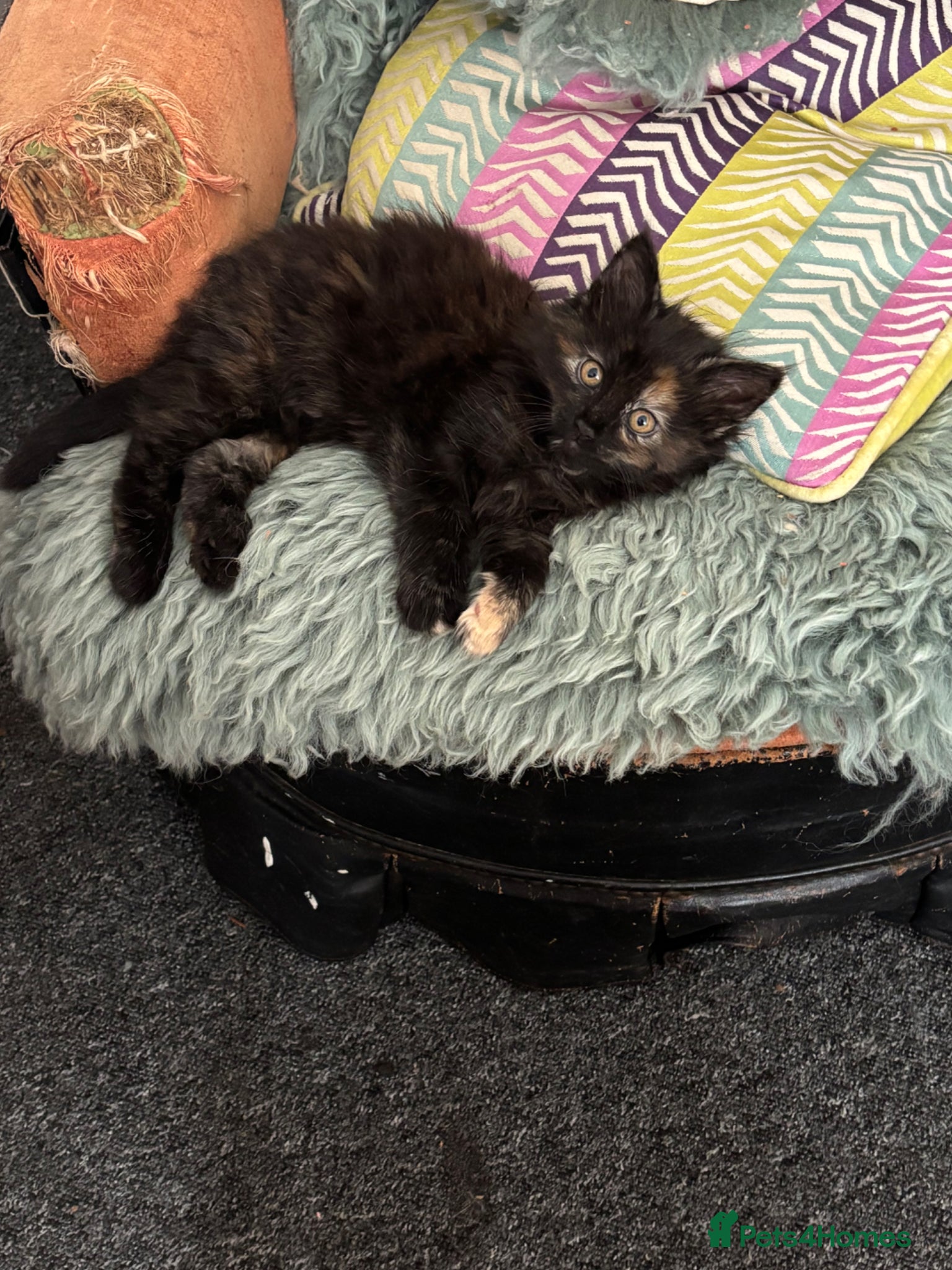 Norwegian Forest Cat cats I saved the best for last!  - Advert 11