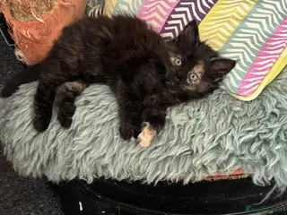 Norwegian Forest Cat cats I saved the best for last! - Advert 11