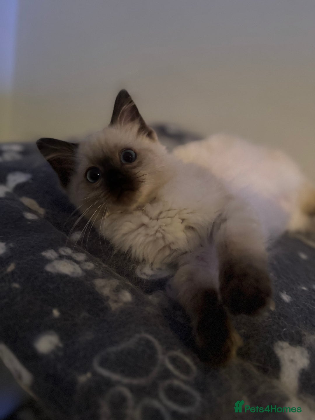 Ragdoll cats for sale: Stunning Seal Point Female Ragdoll  - Advert 4