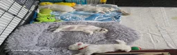 Maltese dogs for sale: Fabulously gorgeous maltese in Stevenage - Advert 4