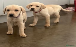 Labrador Retriever dogs for sale: Golden Labrador puppy’s  - Image 4