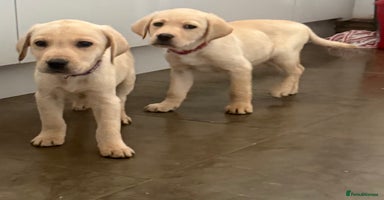 Labrador Retriever dogs - Advert 3