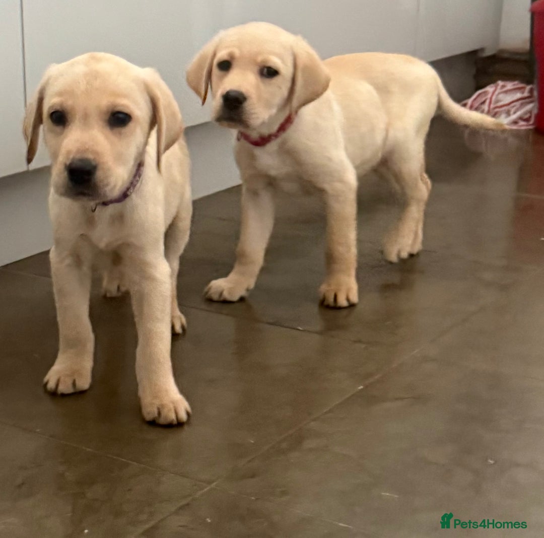 Labrador Retriever dogs for sale: Golden Labrador puppy’s  - Image 4