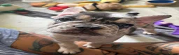 French Bulldog dogs for sale: Happy & Healthy French Bulldog puppies, two girls! - Advert 7