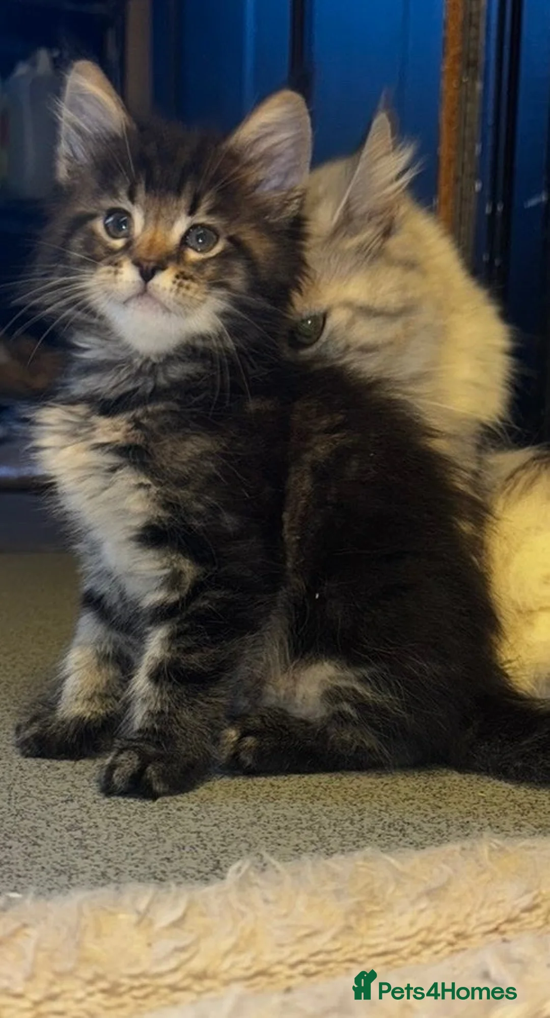 Maine Coon cats for sale: Gorgeous Maine coon  - Advert 5