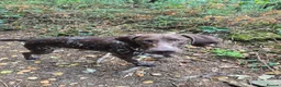 German Shorthaired Pointer dogs for sale: Winter - Advert 2