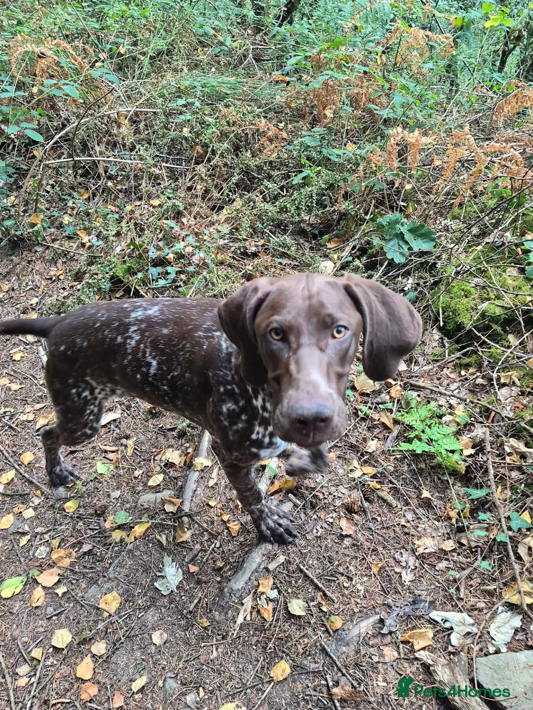German Shorthaired Pointer dogs for sale: Winter - Advert 2