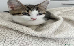 British Shorthair cats for sale: British shorthair mix - Image 7