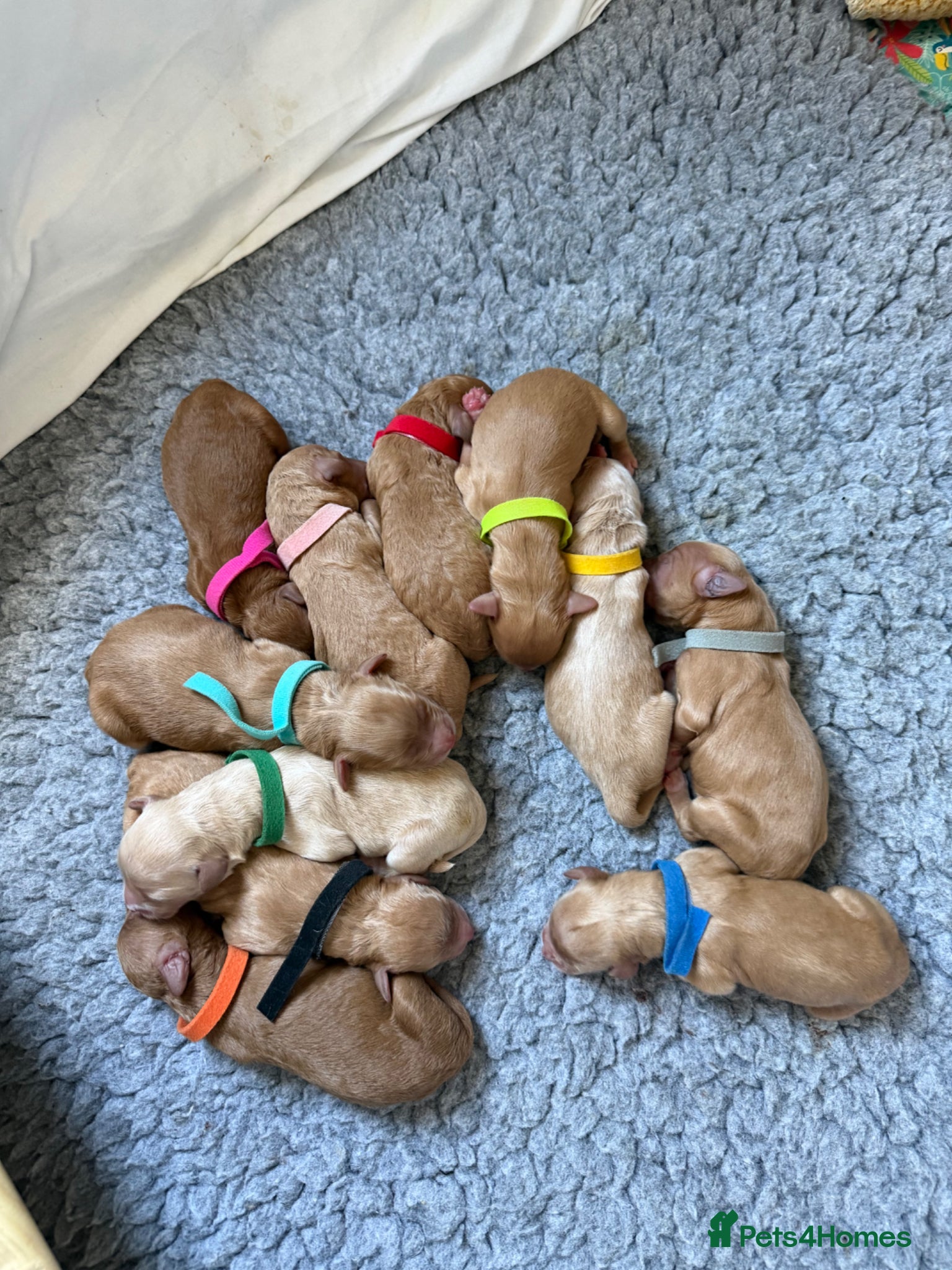 Mixed Breed dogs Australian Labradoodle puppies born 27th March  - Advert 3