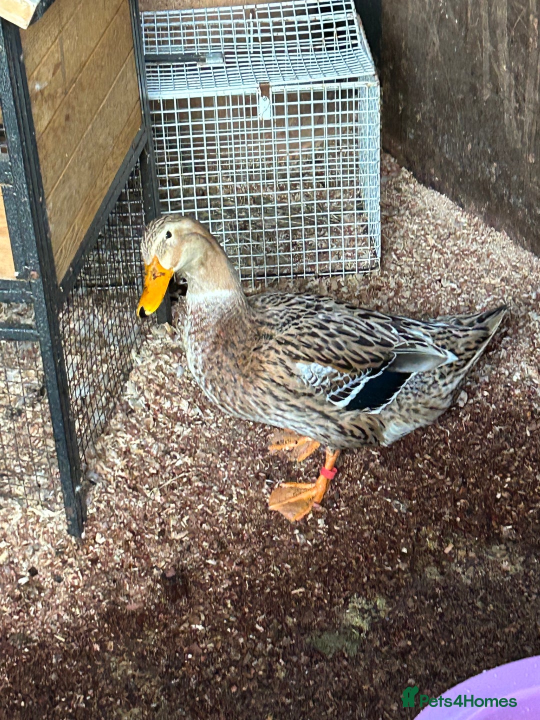 Ducks poultry for sale: Mixed breed ducks - Image 5