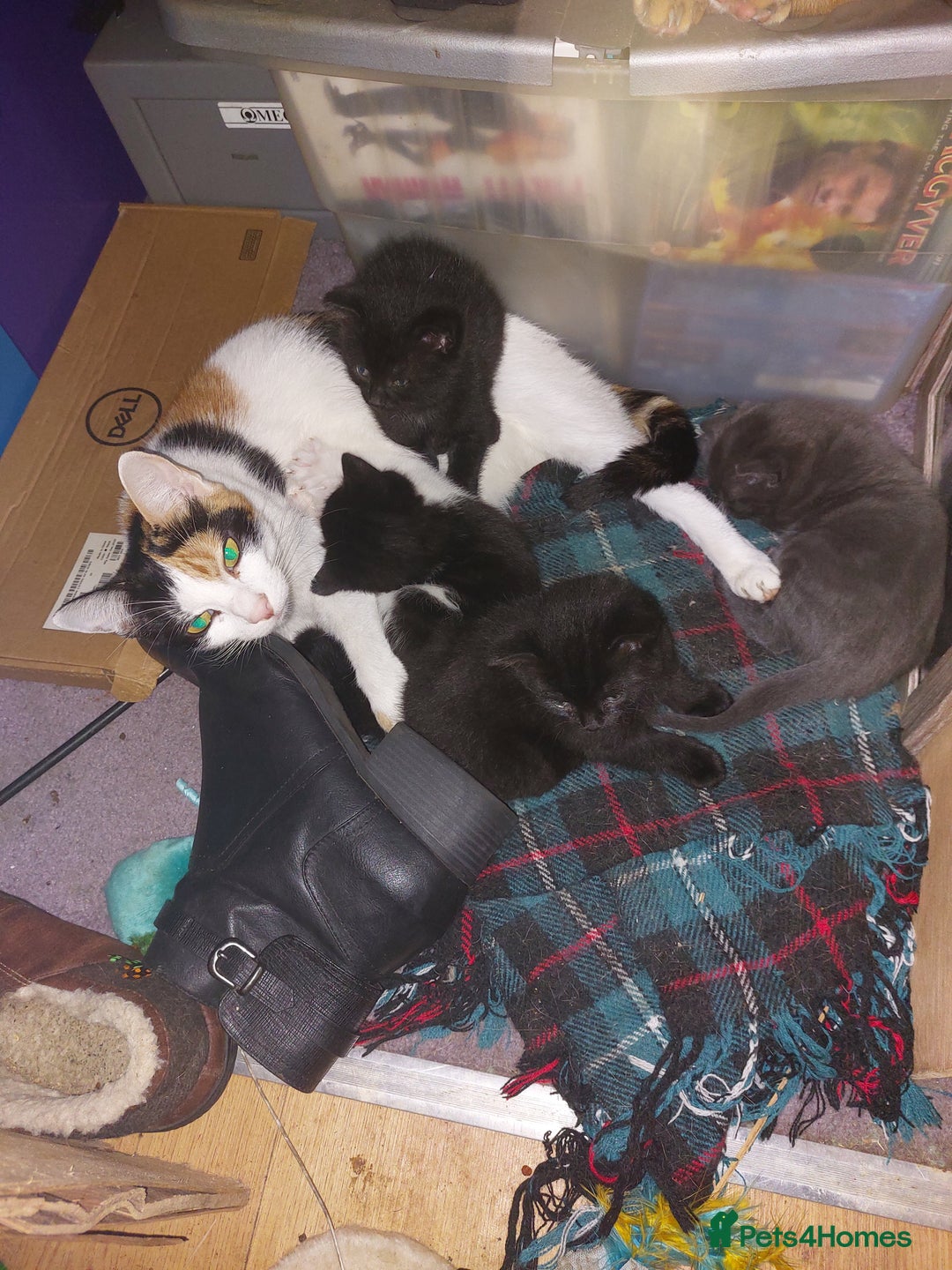 Mixed Breed cats for sale: 4 beautiful babies  - Advert 1