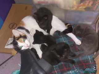 Mixed Breed cats 4 beautiful babies - Advert 1