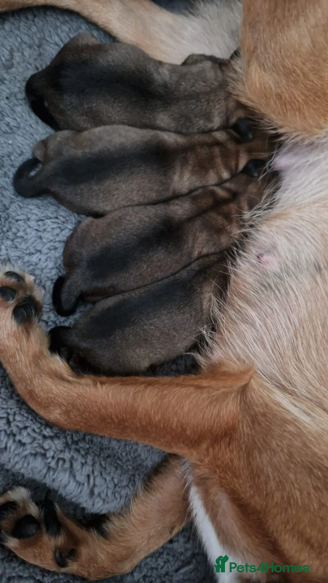 Mixed Breed dogs for sale: Border Terrier Cross Puppies - Advert 10