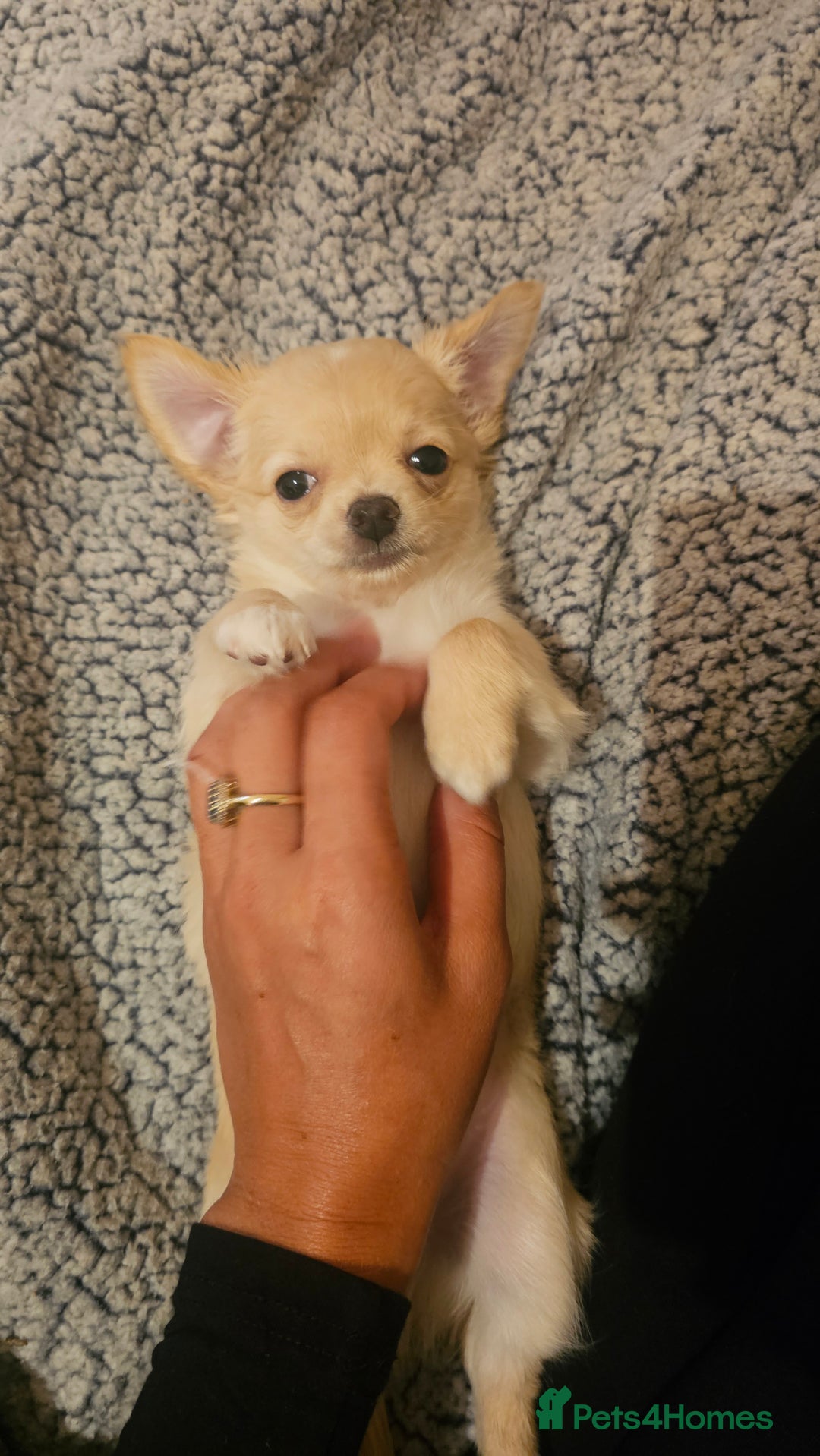 Chihuahua dogs for sale: Chihuahua long haired xs - Image 6