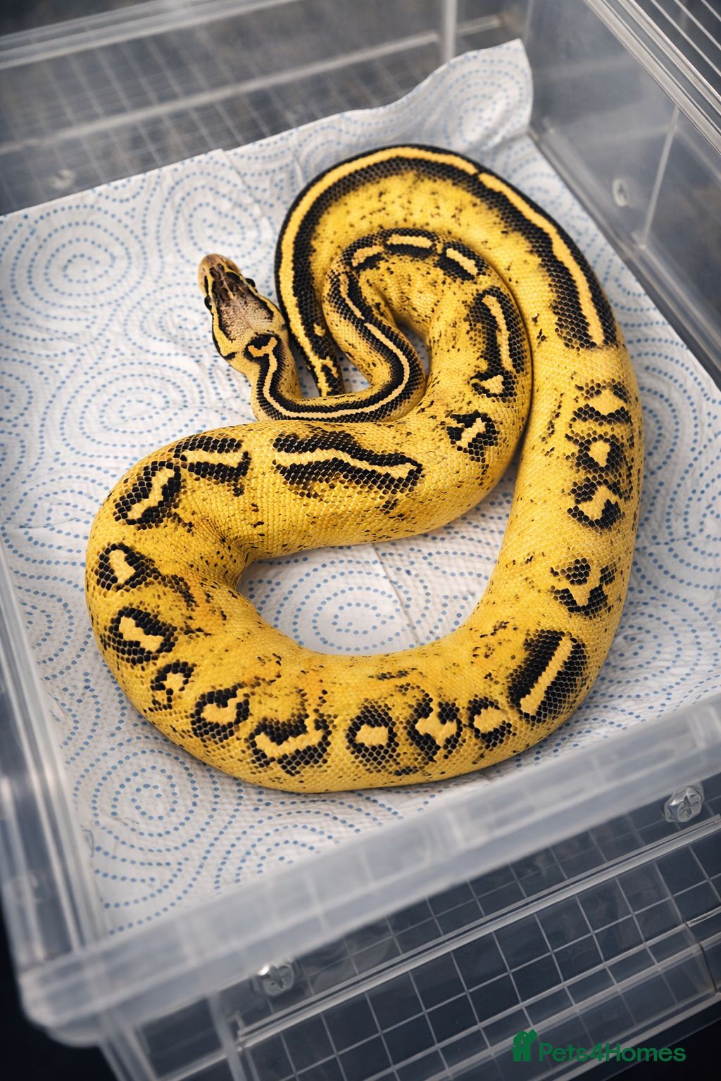 Python Snake reptiles BP - Offers Welcome - Advert 19
