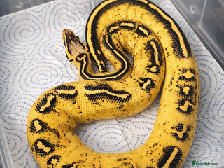 Python Snake reptiles BP - Offers Welcome - Advert 19