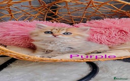 Scottish Fold cats for sale: 💞Beautiful Scottish Fold and Straight kittens🐾 - Image 2