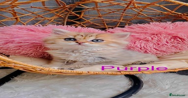 Scottish Fold cats - Advert 11